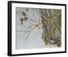 Late Snow Warbler-Chris Vest-Framed Art Print