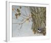 Late Snow Warbler-Chris Vest-Framed Art Print