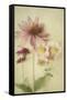 Late Summer Blooms 1-Elizabeth Urquhart-Framed Stretched Canvas