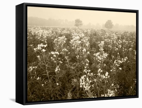 Late Summer Field of Ironweed, Sneezeweed and Yarrow Flower, Kentucky, USA-Adam Jones-Framed Stretched Canvas