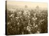 Late Summer Field of Ironweed, Sneezeweed and Yarrow Flower, Kentucky, USA-Adam Jones-Stretched Canvas