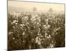 Late Summer Field of Ironweed, Sneezeweed and Yarrow Flower, Kentucky, USA-Adam Jones-Mounted Photographic Print