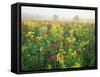 Late Summer Field of Ironweed, Sneezeweed and Yarrow Flower, Kentucky, USA-Adam Jones-Framed Stretched Canvas