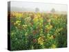 Late Summer Field of Ironweed, Sneezeweed and Yarrow Flower, Kentucky, USA-Adam Jones-Stretched Canvas