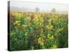 Late Summer Field of Ironweed, Sneezeweed and Yarrow Flower, Kentucky, USA-Adam Jones-Stretched Canvas