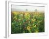 Late Summer Field of Ironweed, Sneezeweed and Yarrow Flower, Kentucky, USA-Adam Jones-Framed Photographic Print