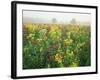 Late Summer Field of Ironweed, Sneezeweed and Yarrow Flower, Kentucky, USA-Adam Jones-Framed Photographic Print