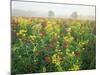 Late Summer Field of Ironweed, Sneezeweed and Yarrow Flower, Kentucky, USA-Adam Jones-Mounted Photographic Print