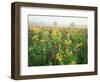 Late Summer Field of Ironweed, Sneezeweed and Yarrow Flower, Kentucky, USA-Adam Jones-Framed Photographic Print