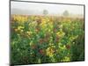 Late Summer Field of Ironweed, Sneezeweed and Yarrow Flower, Kentucky, USA-Adam Jones-Mounted Photographic Print