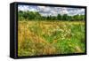 Late Summer Meadow-Robert Goldwitz-Framed Stretched Canvas