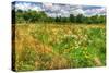 Late Summer Meadow-Robert Goldwitz-Stretched Canvas