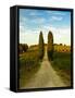 Late Summer Wine Scene in the Hills of Panzano, Tuscany, Italy-Richard Duval-Framed Stretched Canvas