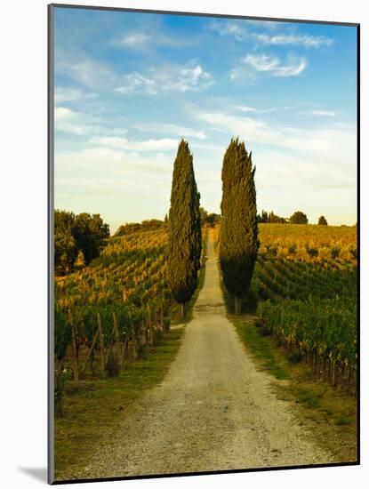 Late Summer Wine Scene in the Hills of Panzano, Tuscany, Italy-Richard Duval-Mounted Photographic Print