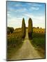 Late Summer Wine Scene in the Hills of Panzano, Tuscany, Italy-Richard Duval-Mounted Photographic Print