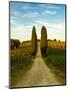 Late Summer Wine Scene in the Hills of Panzano, Tuscany, Italy-Richard Duval-Mounted Premium Photographic Print