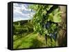 Late Summer Wine Scenes from Tuscany, Italy-Richard Duval-Framed Stretched Canvas