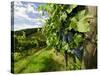 Late Summer Wine Scenes from Tuscany, Italy-Richard Duval-Stretched Canvas