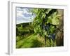 Late Summer Wine Scenes from Tuscany, Italy-Richard Duval-Framed Photographic Print