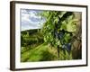 Late Summer Wine Scenes from Tuscany, Italy-Richard Duval-Framed Photographic Print