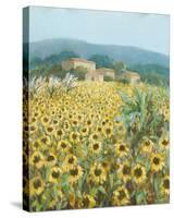 Late Sunflowers Near Santa Lucia, Tuscany-Hazel Barker-Stretched Canvas