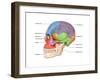 Lateral Skull, Illustration-Evan Oto-Framed Art Print