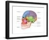 Lateral Skull, Illustration-Evan Oto-Framed Art Print