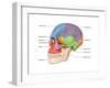 Lateral Skull, Illustration-Evan Oto-Framed Art Print