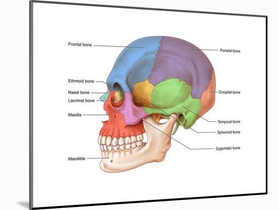 Lateral Skull, Illustration-Evan Oto-Mounted Art Print