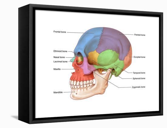 Lateral Skull, Illustration-Evan Oto-Framed Stretched Canvas