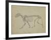 Lateral View of a Tiger Skeleton-George Stubbs-Framed Giclee Print