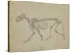 Lateral View of a Tiger Skeleton-George Stubbs-Stretched Canvas