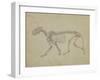 Lateral View of a Tiger Skeleton-George Stubbs-Framed Giclee Print