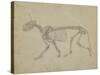 Lateral View of a Tiger Skeleton-George Stubbs-Stretched Canvas