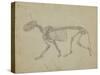 Lateral View of a Tiger Skeleton-George Stubbs-Stretched Canvas