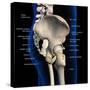 Lateral view of male pelvis, hip, and leg bones labeled on a black background.-Hank Grebe-Stretched Canvas