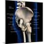 Lateral view of male pelvis, hip, and leg bones labeled on a black background.-Hank Grebe-Mounted Art Print