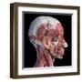 Lateral view of muscular and vascular systems in the human head, black background.-Leonello Calvetti-Framed Art Print