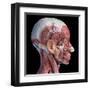 Lateral view of muscular and vascular systems in the human head, black background.-Leonello Calvetti-Framed Art Print