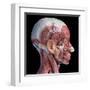 Lateral view of muscular and vascular systems in the human head, black background.-Leonello Calvetti-Framed Art Print