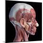 Lateral view of muscular and vascular systems in the human head, black background.-Leonello Calvetti-Mounted Art Print