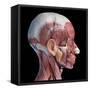 Lateral view of muscular and vascular systems in the human head, black background.-Leonello Calvetti-Framed Stretched Canvas