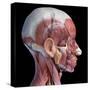 Lateral view of muscular and vascular systems in the human head, black background.-Leonello Calvetti-Stretched Canvas