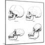 Lateral View of the Skull or Profile, 1848-null-Mounted Giclee Print