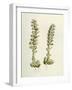 Lathaea Squamaria Toothwort-null-Framed Giclee Print