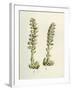 Lathaea Squamaria Toothwort-null-Framed Giclee Print