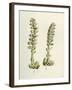 Lathaea Squamaria Toothwort-null-Framed Giclee Print