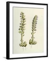 Lathaea Squamaria Toothwort-null-Framed Giclee Print