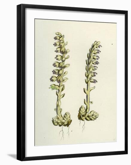 Lathaea Squamaria Toothwort-null-Framed Giclee Print