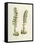 Lathaea Squamaria Toothwort-null-Framed Stretched Canvas